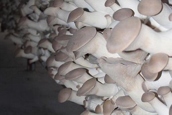 轴灰包菌:能止血解毒的蘑菇(尤其对咽喉肿痛有效)