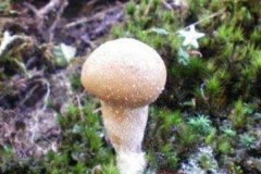 轴灰包菌:能止血解毒的蘑菇(尤其对咽喉肿痛有效)