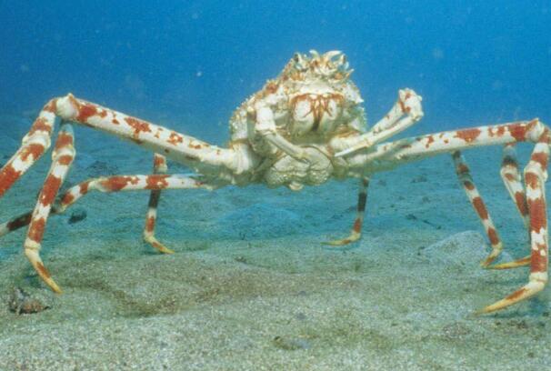 世界上最大的螃蟹：杀人蟹，蟹足长2.5-3米(蜘蛛蟹)