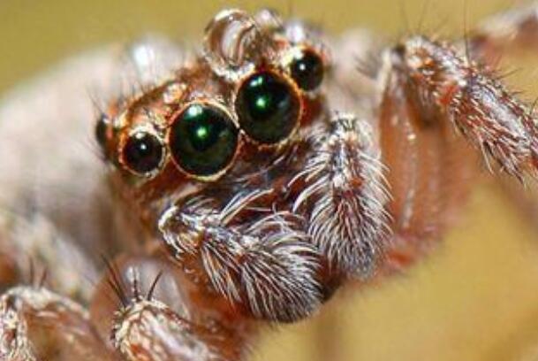 世界上毒性最强的蜘蛛: 悉尼漏斗网蜘蛛，专家都害怕
