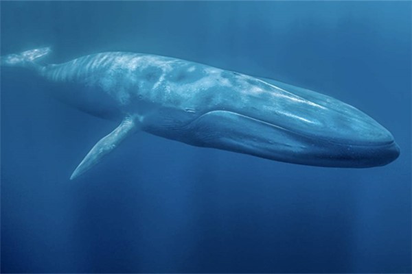 世界上最强大的动物：被称为海中霸王的蓝鲸（体长30米）