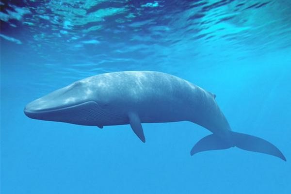 世界上最强大的动物：被称为海中霸王的蓝鲸（体长30米）