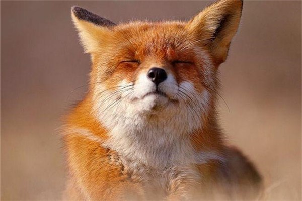世界上最专情的动物：一生只认一个配偶的狐狸（最痴情）