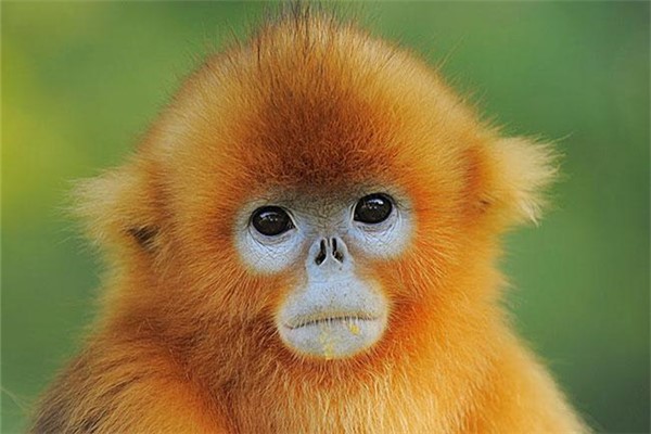 世界上最奇特的生物：珍稀动物金丝猴（一身金色毛发）