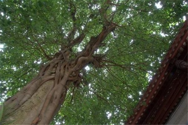 上古十大灵藤有哪些：建木神树是通天之树（连通天人两界）