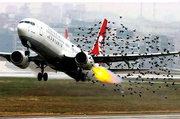 飞机为什么怕鸟：鸟和飞机相撞能量相当于一颗炮弹