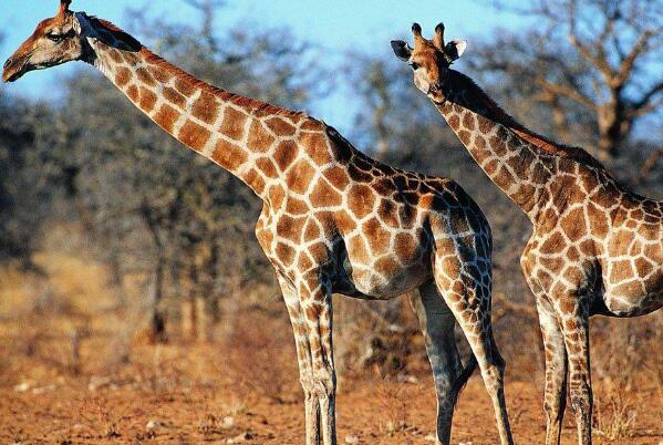 最高的哺乳动物是谁：长颈鹿为什么脖子很长(生存进化)