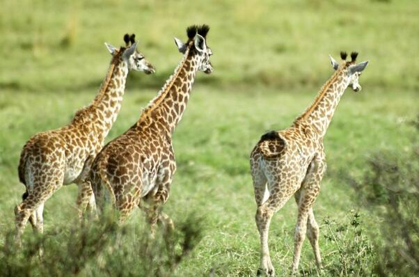 最高的哺乳动物是谁：长颈鹿为什么脖子很长(生存进化)