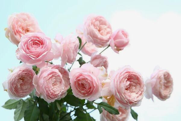 月季花的花语是什么：幸福、光荣和艳丽(各色月季花语大全)