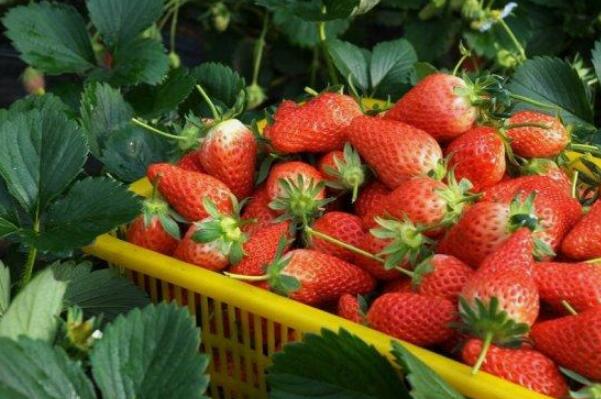 草莓的功效与作用：防治肠胃病等疾病(能够消暑解热)