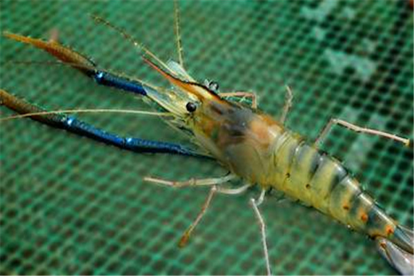 世界最大的淡水虾：罗氏沼虾（平均体长为40厘米）