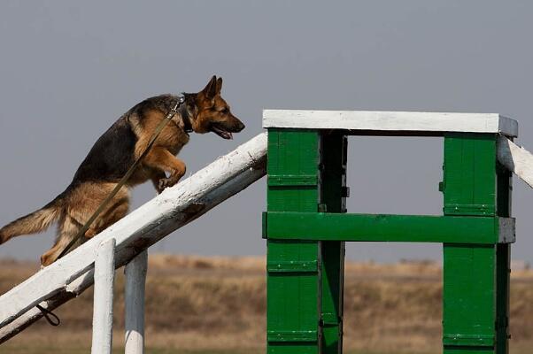 军犬是怎么训练出来的：四种训练军犬的方式(保证令行禁止)