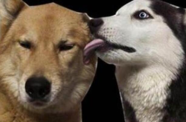 舔狗是什么意思呢 舔狗真的指的是狗狗吗