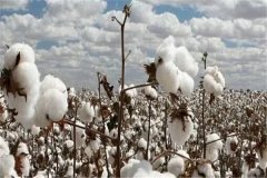 棉花和腈纶棉的区别：棉花为纯天然纤维（二者区别很大）