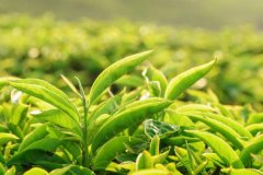 绿茶是热性的还是凉性的?是未发酵的茶叶(性寒味苦)