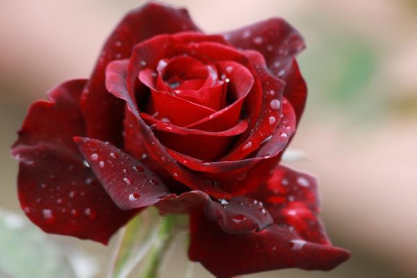 红玫瑰花语:我爱你每一天(表达的爱情热烈且浓厚)