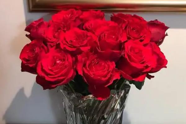 红玫瑰花语:我爱你每一天(表达的爱情热烈且浓厚)