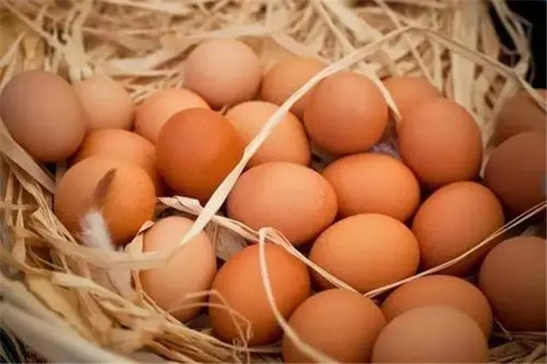 洋鸡蛋是什么：大规模产蛋（养殖场饲养）