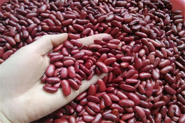 红腰豆与红芸豆的分辨：颜色各不相同（营养不一样）