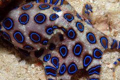 蓝圈章鱼:一点毒素就能杀死26个人(比氰化物还毒)