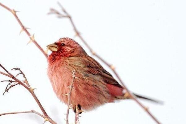 红腰朱雀：高山和高原鸟类，雄鸟较雌鸟美(雌鸟多褐色)