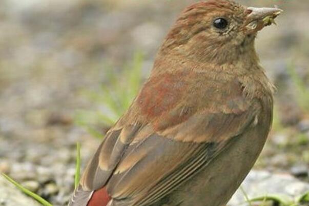 赤朱雀：高山森林鸟类，雌雄异色(雄鸟全身多红色)