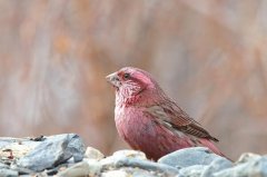 红腰朱雀：高山和高原鸟类，雄鸟较雌鸟美(雌鸟多褐色)