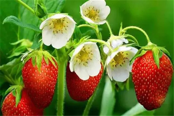 草莓上的黑毛刺是什么：花托（子房发育的果实）