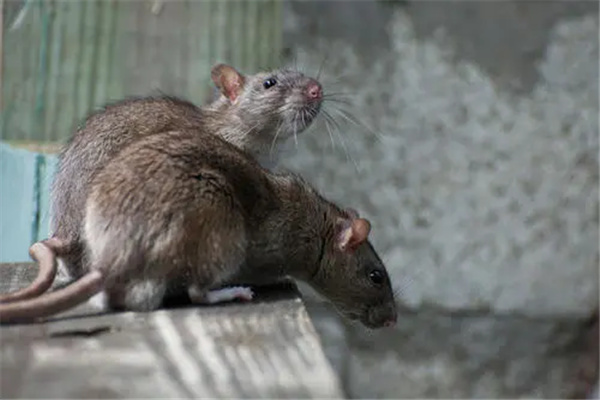老鼠的危害：被称为无敌破坏王（身上携带病菌）