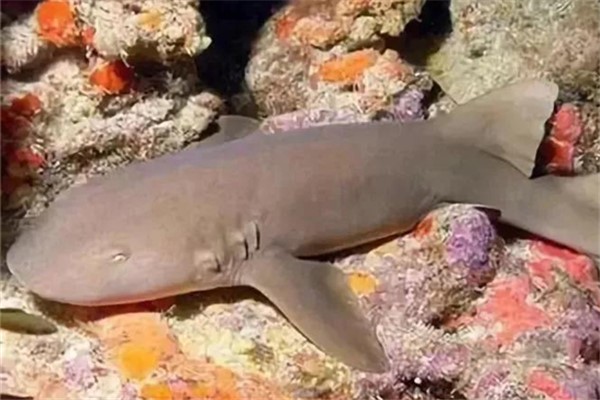 尖头七鳃鲨：拥有七对鳃裂的鲨鱼（头很尖的鱼类）