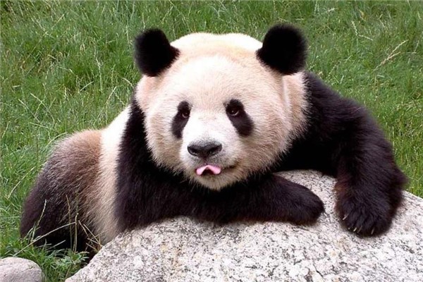大熊猫为什么有黑眼圈：为了保护自己的双眼