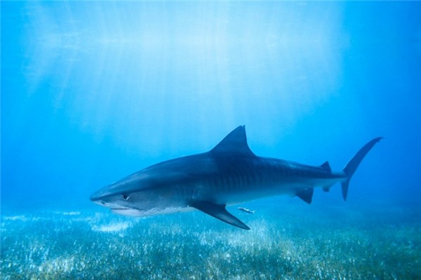 角鲨：拥有九种不同的模样（白垩纪时期的第二大鲨鱼）