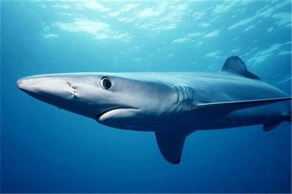 长鳍真鲨：真鲨科真鲨属的一员（吃垃圾）