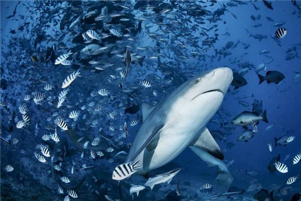角鲨：拥有九种不同的模样（白垩纪时期的第二大鲨鱼）