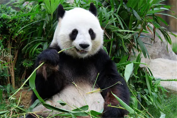 大熊猫的生活习性：喜独居生活（性格孤僻）