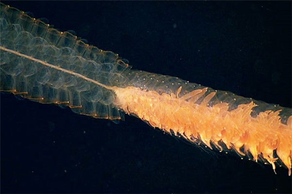 管水母目：世界上体长最长的动物（可达50米）