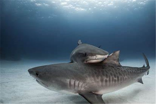 鼬鲨：对人类威胁最大的三种鲨鱼之一
