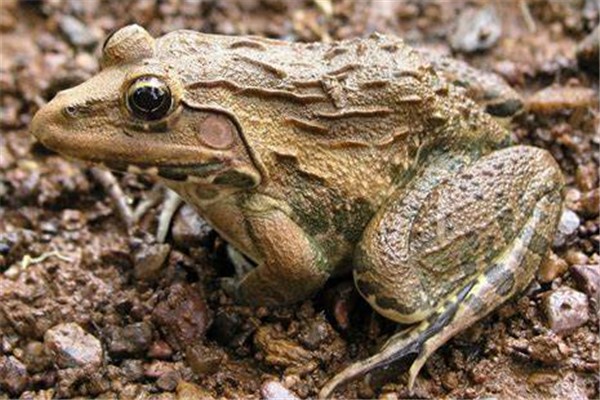 虎纹蛙：叉舌蛙科、虎纹蛙属动物（外表有虎斑）