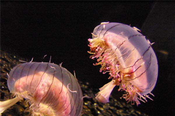 花笠水母：水螅虫纲里面的大家伙（属刺胞动物门）