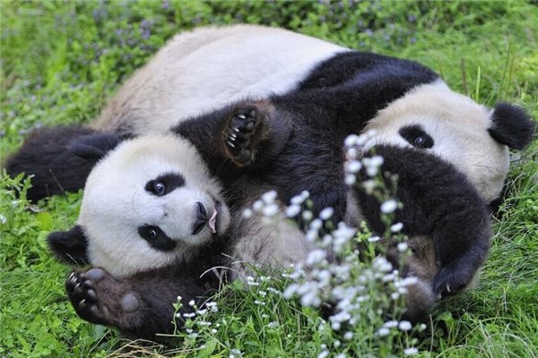 大熊猫为什么有黑眼圈：为了保护自己的双眼