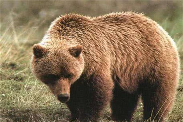 阿特拉斯棕熊棕熊：已经灭绝的物种（相当凶猛）