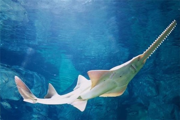 锯鲨：已经被列为一级保护动物（生活在在海底四十米处）