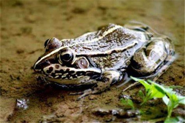 虎纹蛙：叉舌蛙科、虎纹蛙属动物（外表有虎斑）