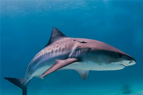 鼬鲨：对人类威胁最大的三种鲨鱼之一