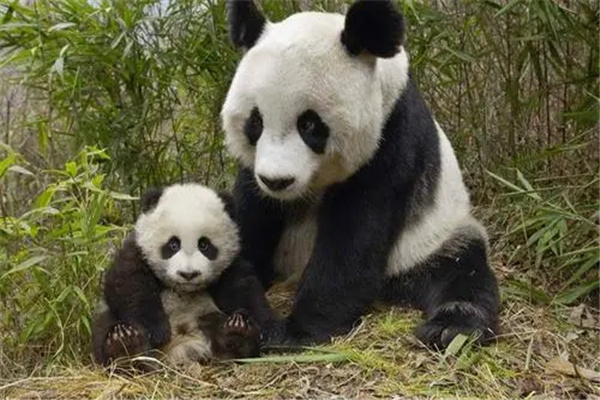 大熊猫的生活习性：喜独居生活（性格孤僻）