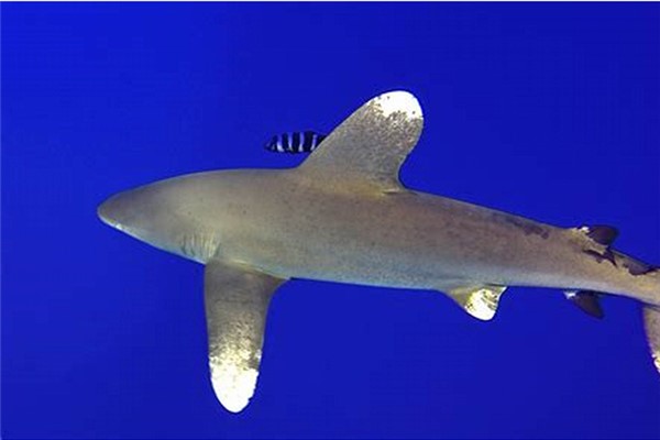 白鳍鲨：又名三齿鲨（属于真鲨科灰三齿鲨属）