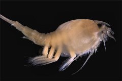 甲壳动物：很受欢迎的小龙虾就属于甲壳动物