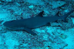 硬背侏儒鲨：体型很小的鲨鱼（具有发光的功能）
