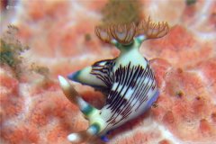 海蛞蝓：海蛞蝓不是我们所认知的蛞蝓