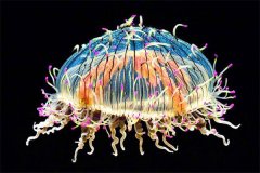 花笠水母：水螅虫纲里面的大家伙（属刺胞动物门）